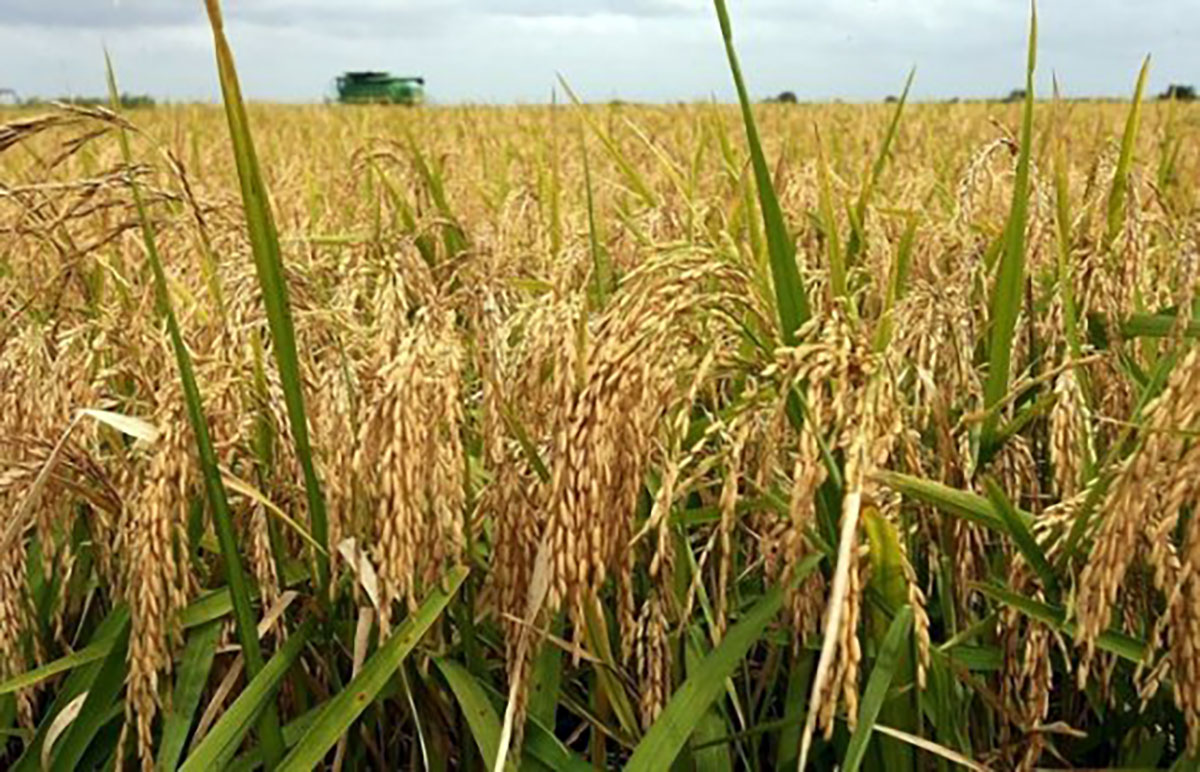 В Лебапском велаяте приступили к массовому сбору урожая риса