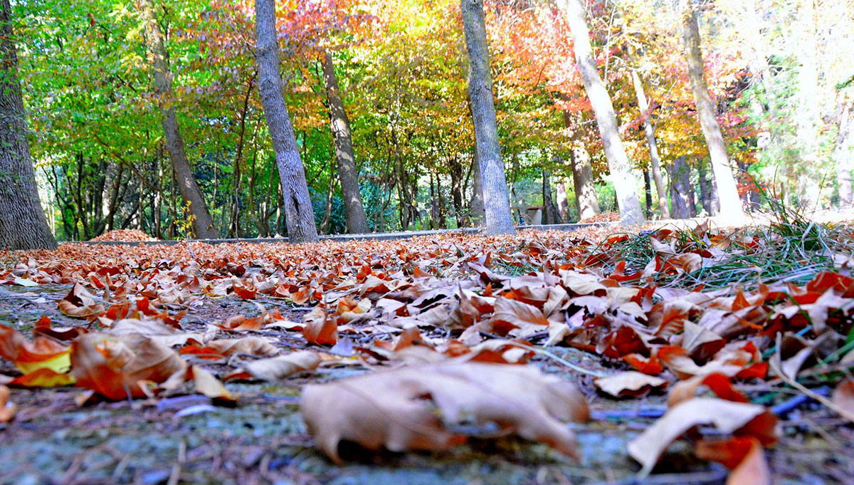 «Акрап» в народном календаре туркмен