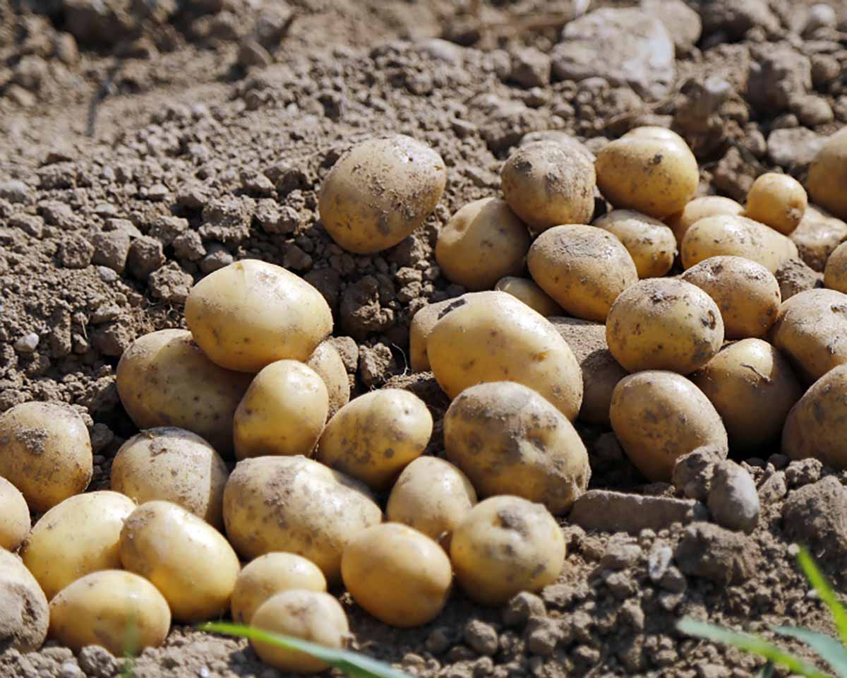 Potato autumn crop harvesting