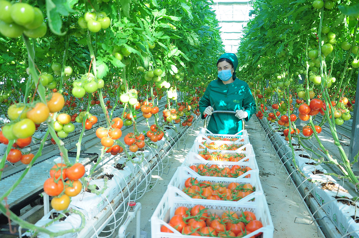 Россельхознадзор разрешил предприятиям Туркменистана поставлять томаты и перцы в РФ