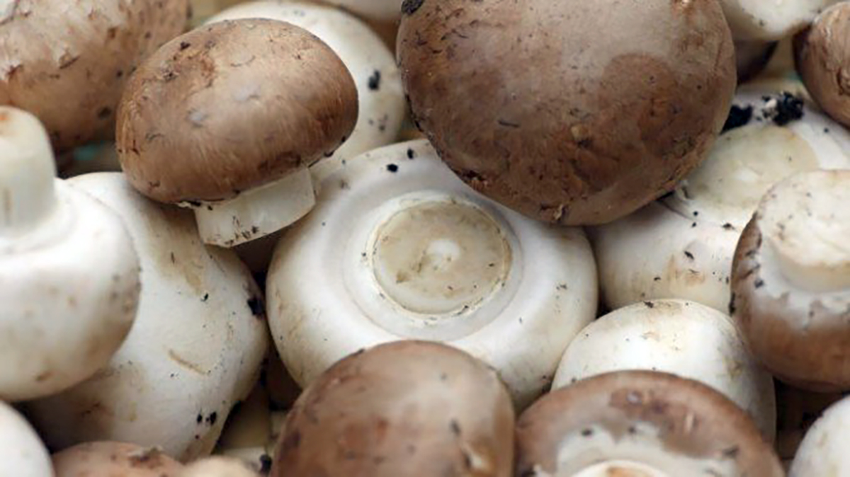 ИП «Altyn-Nur Zamany» наладило производство консервированных грибов