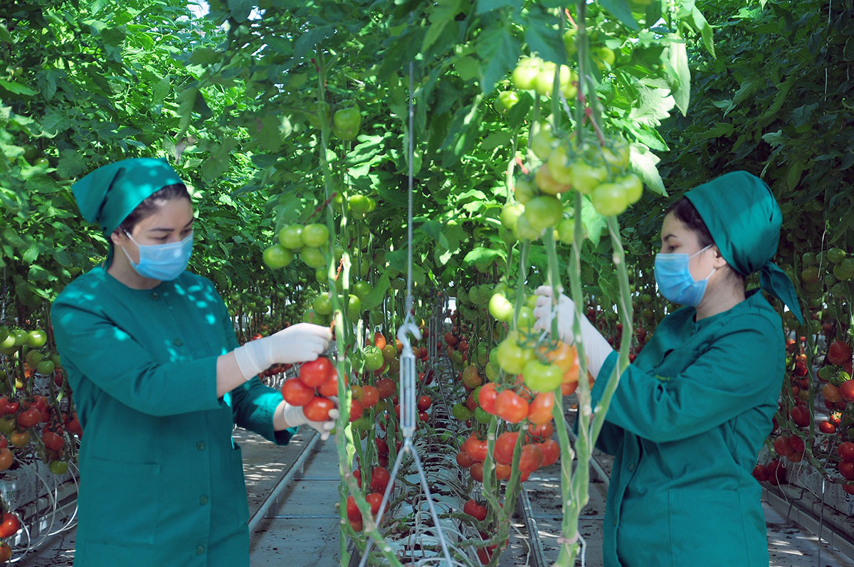 ИП «Altyn bürgüt» планирует собрать 2 тысячи тонн экологически чистых томатов