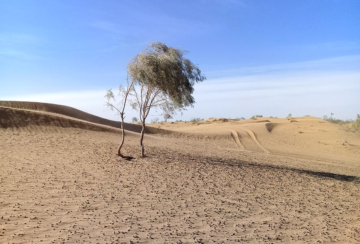 «Туранские пустыни умеренного пояса» номинированы на включение в Список Всемирного наследия ЮНЕСКО