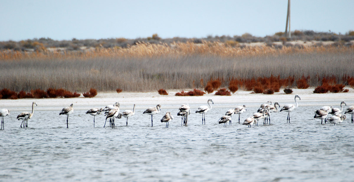 Wetlands - ecosystems that preserve biodiversity