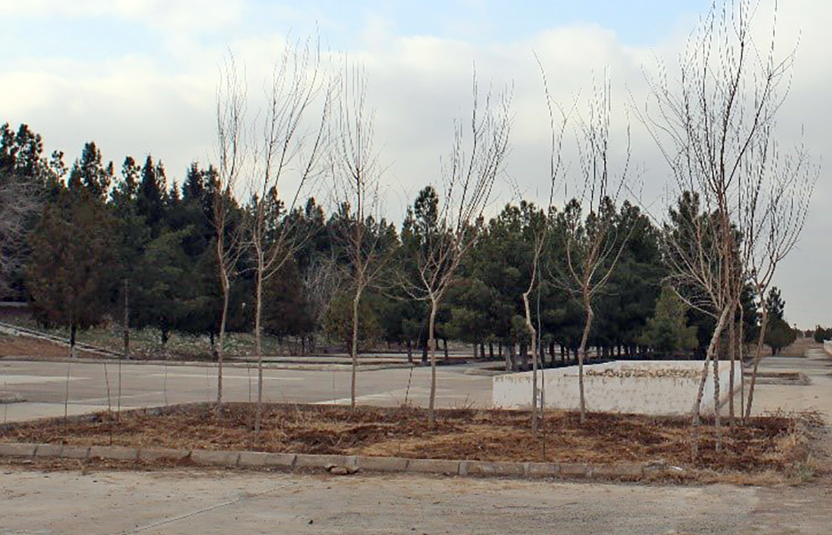 Another tree planting campaign to make Ashgabat more green