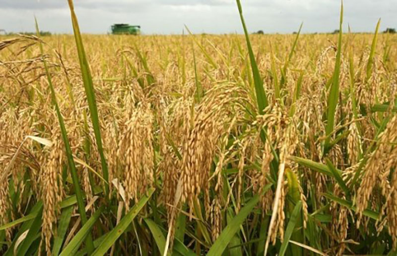 На рисовых полях Лебапского велаята осуществляется уход за рисовыми полями