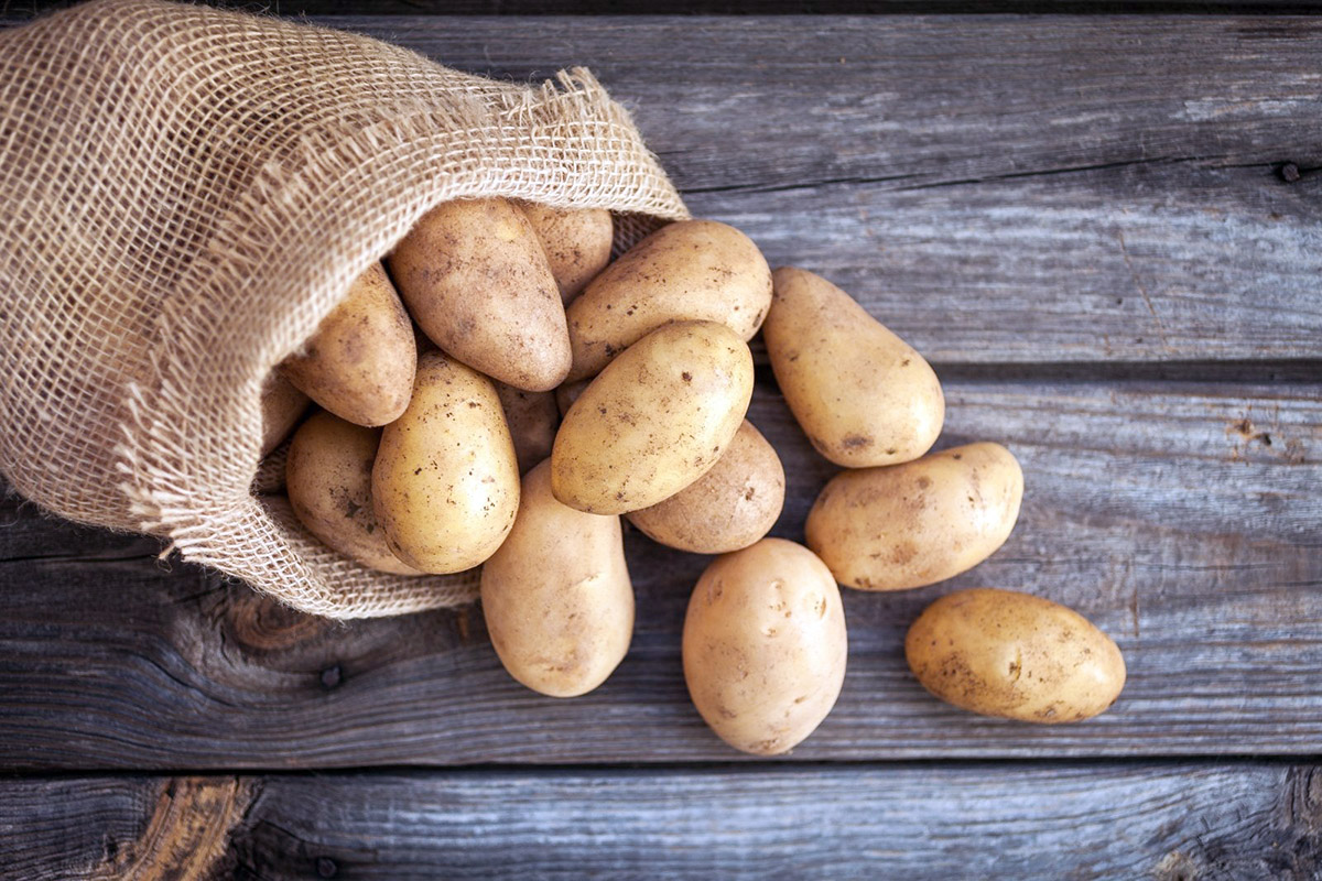 Ожидается богатый урожай картофеля