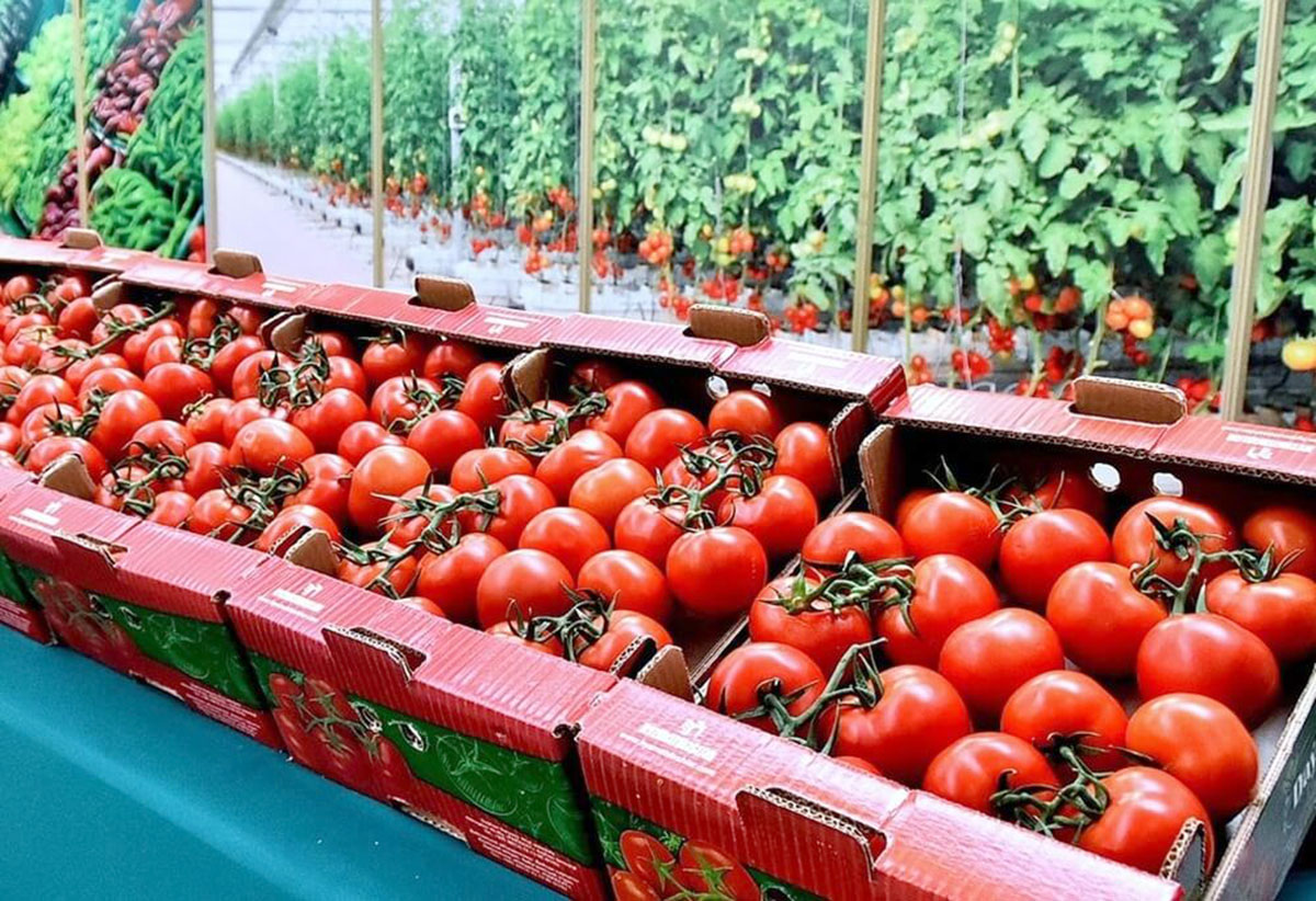 Pomidor eksporty artýar
