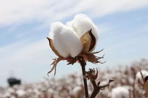 Experts of Turkmenistan and Turkey discussed cooperation in the field of improving cotton production