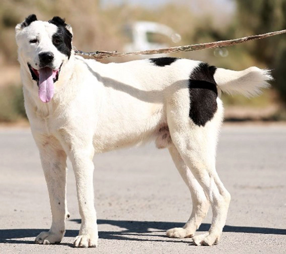 Проведен второй тур международного конкурса «Ýylyň türkmen edermen alabaýy»