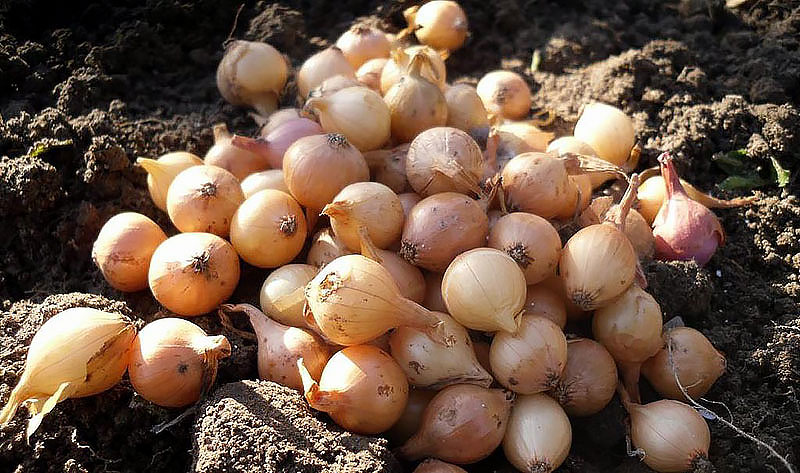 Winter onion production to increase significantly in Dashoguz velayat