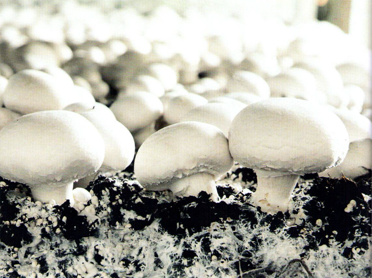 В Туркменистане создаются крупные производства по промышленному выращиванию грибов