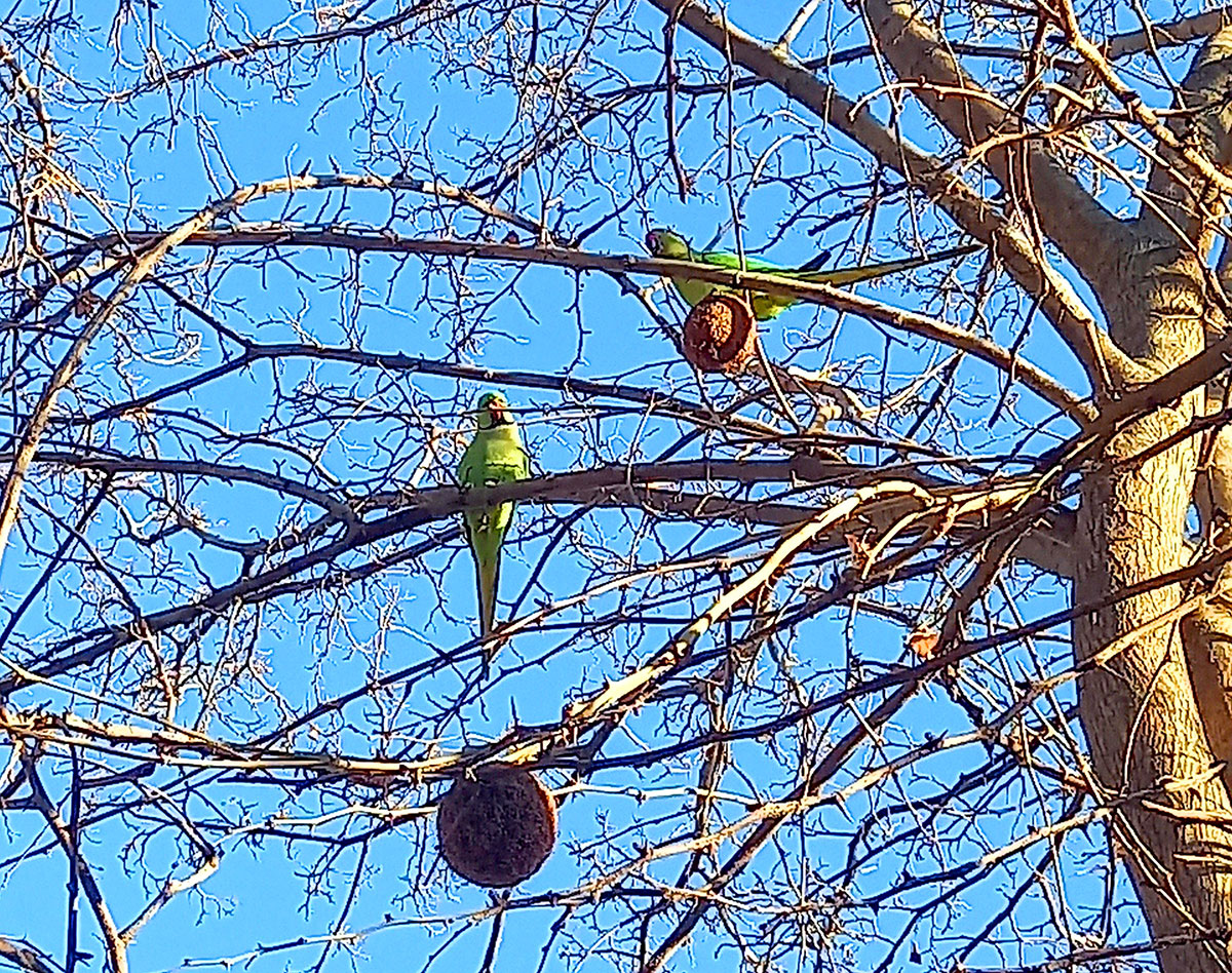 В Ашхабаде зимуют тропические попугаи