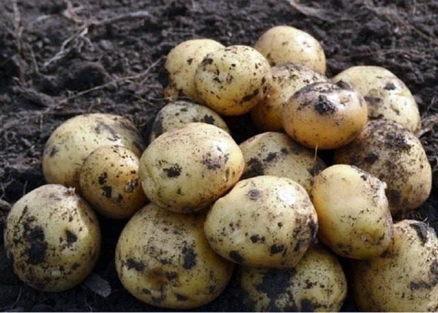 Планируется получить богатый урожай картофеля