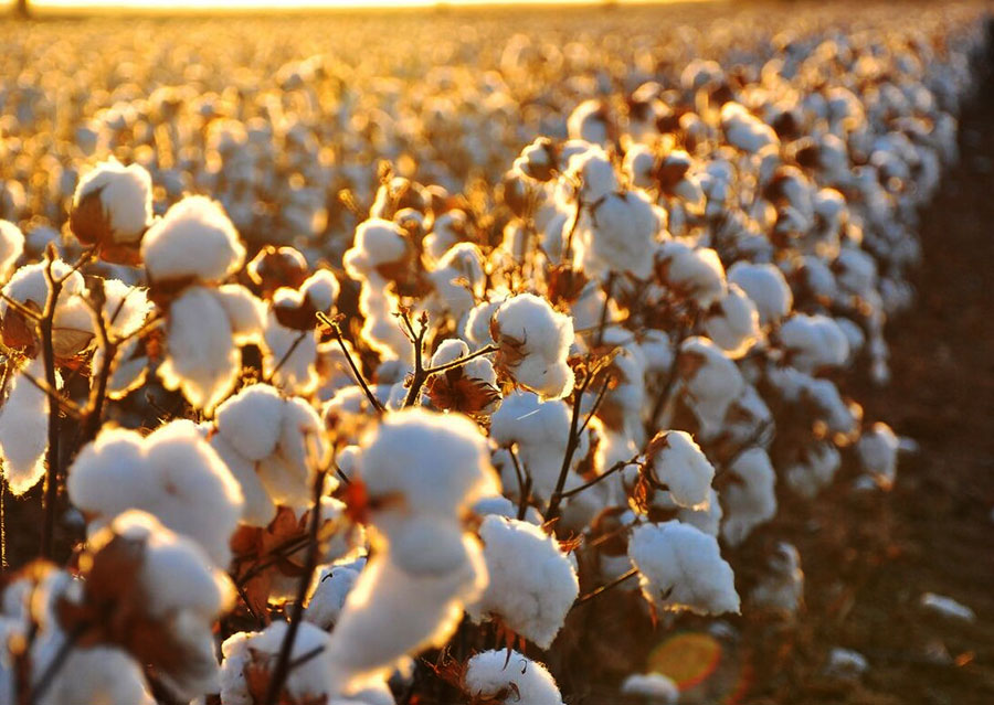 Good preparatory work is the key to a high cotton yield