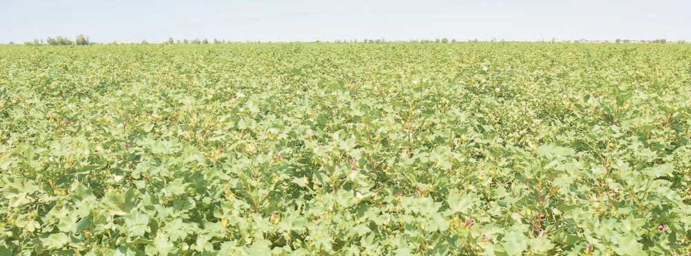 The workers of the Lebap velayat are completing preparatory work for a responsible task - the harvest of cotton