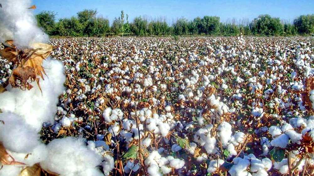 Cotton growers of Dashoguz velayat prepared for the upcoming harvest