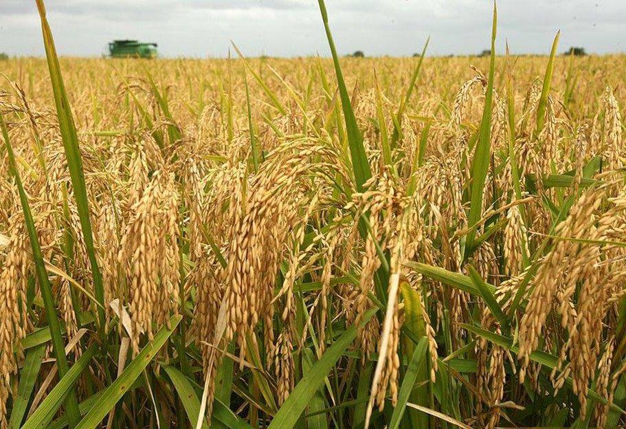 A rich harvest of rice has been grown