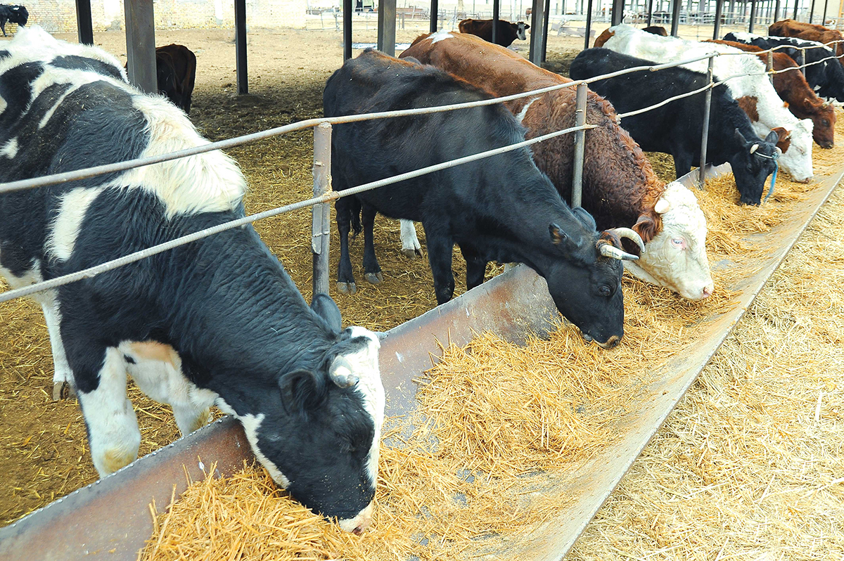 Животноводы Дашогузского велаята особое внимание уделяют заготовке кормов