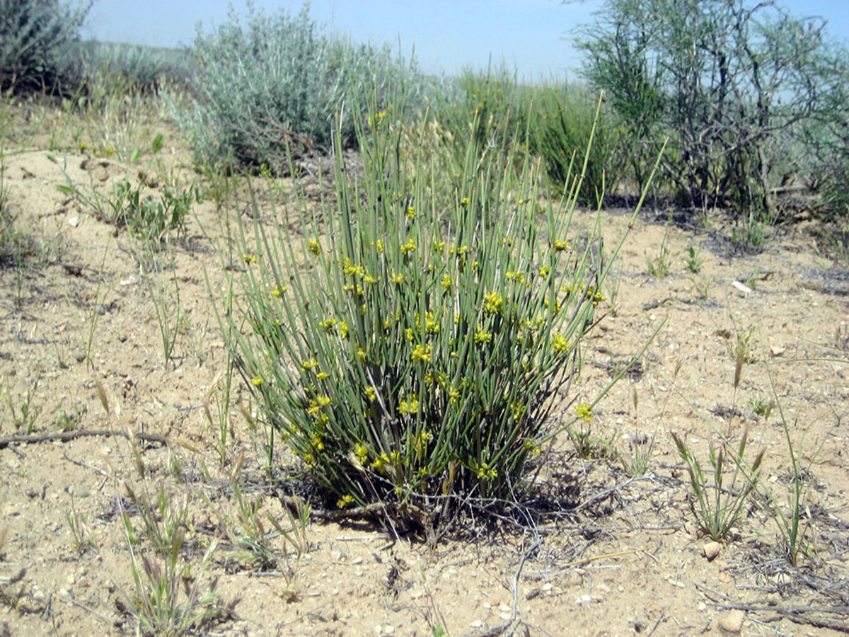 Turkmen scientists are creating a spectral library of pasture vegetation