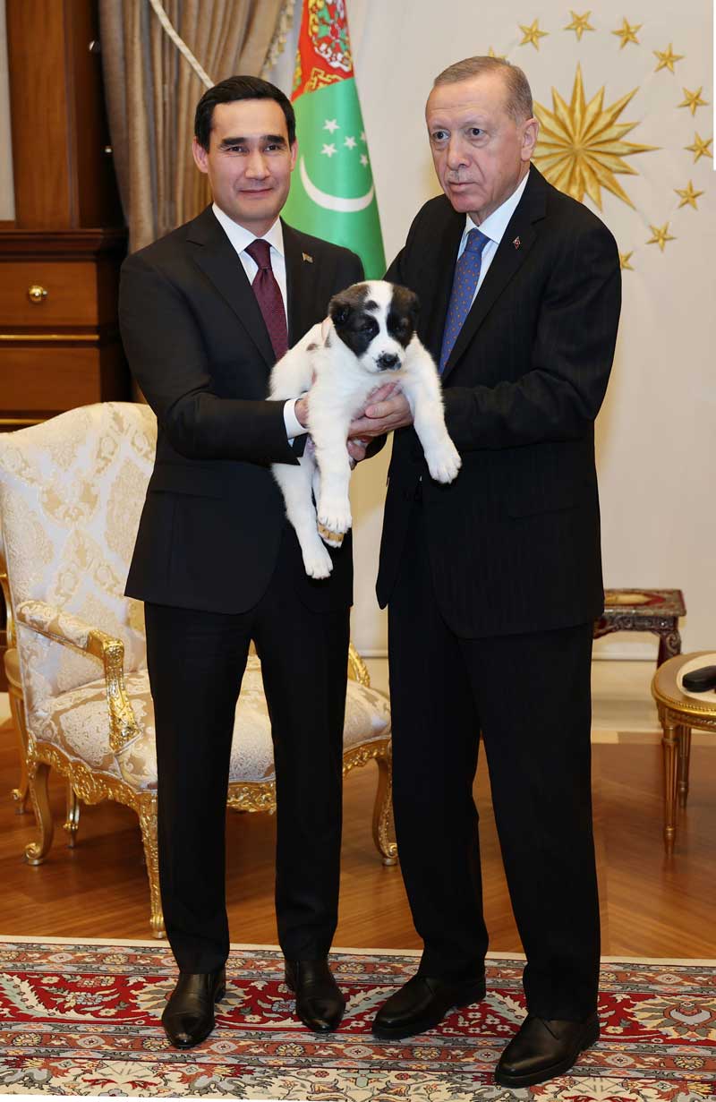 The Presidents of Turkmenistan and Turkiye exchanged the Turkmen Alabai and Turkish Kangal puppies