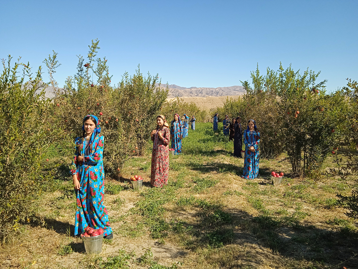 Pomegranate harvest season continues in Magtymguly etrap