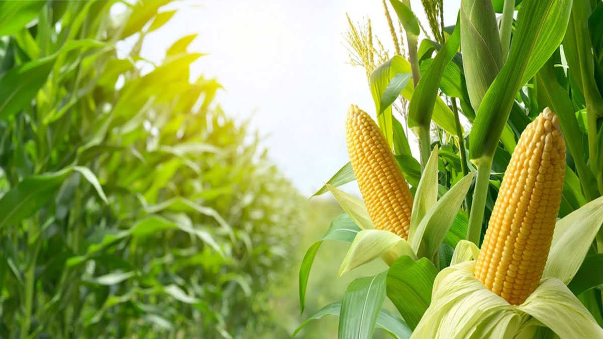 Dashoguz velayat annually produces good corn harvests