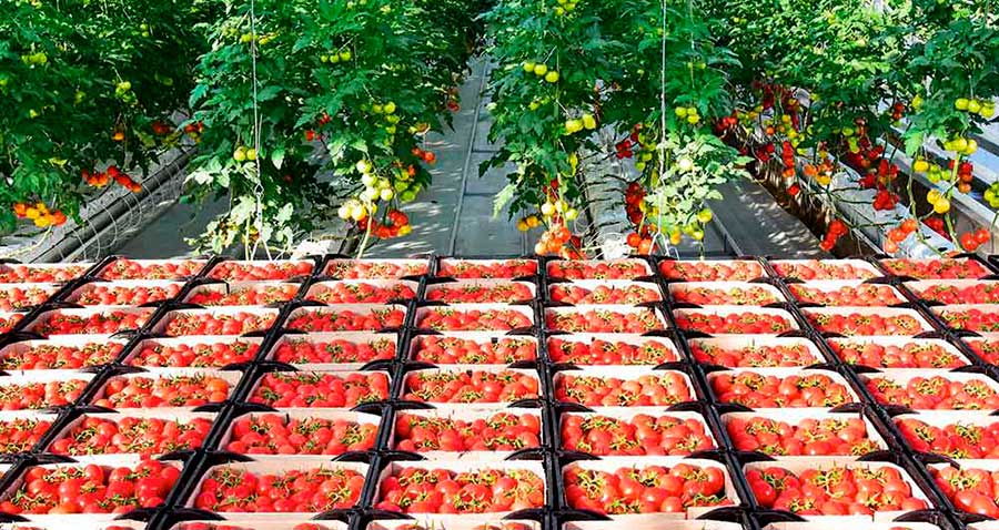 Туркменистан экспортировал крупную партию томатов