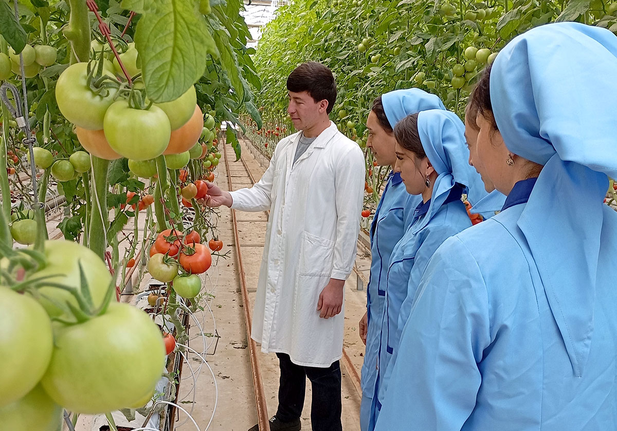 Entrepreneurs of Balkan velayat increase the volume of fresh vegetables