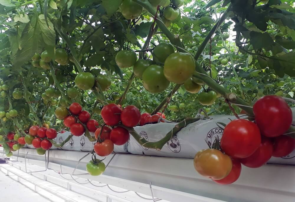 Bountiful Tomato Crop has been harvested in the Altyn bürgüt Greenhouses