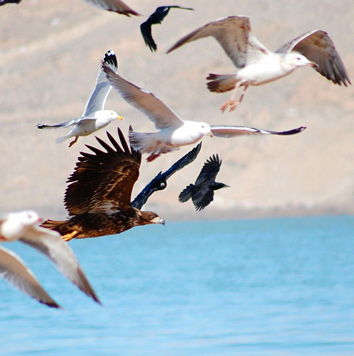 Ornithological expedition conducts bird count in the Turkmen sector of the Caspian Sea