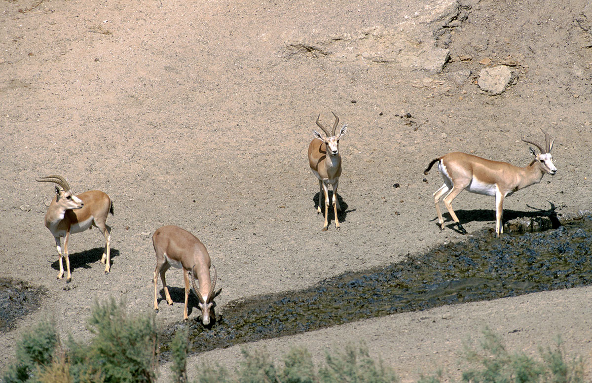 Gaplangyr Nature Reserve - 45 years on guard of protected nature