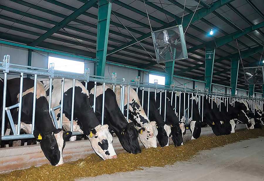 Cattle breeders of Lebap velayat carry out wintering of livestock in an organized and well-coordinated manner