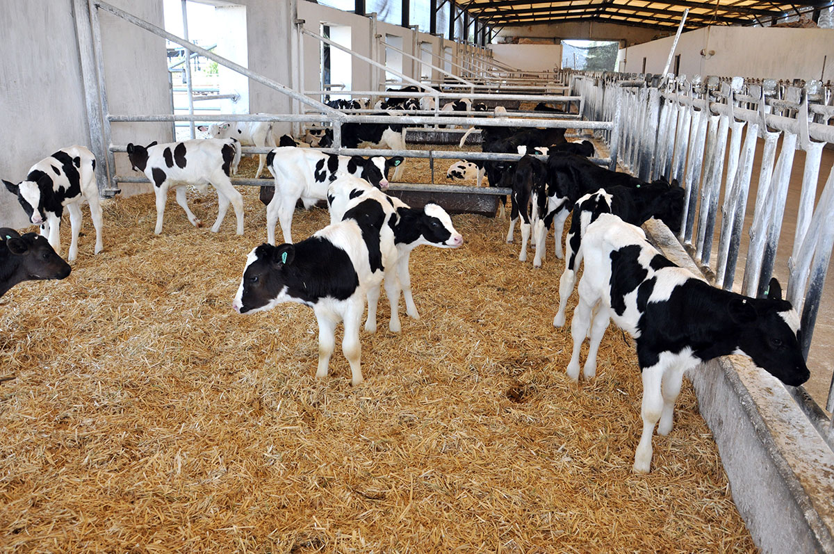 Development of the livestock industry in the western region