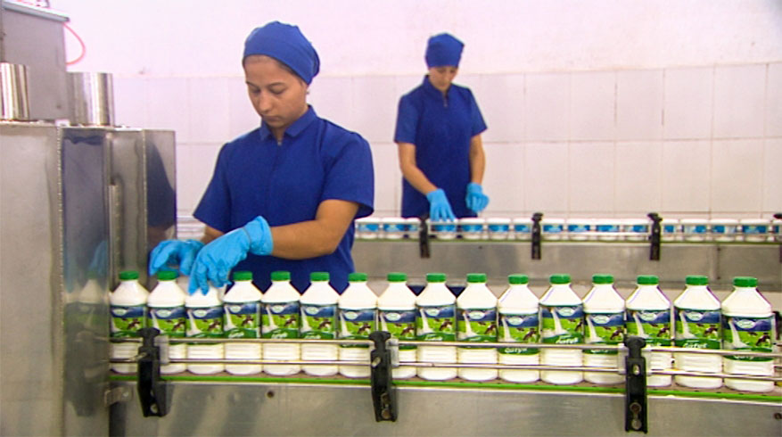 The production of milk and dairy products is increasing at  «Yazlak»