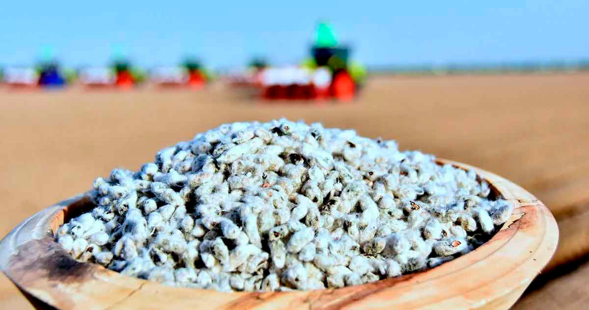 В Дашогузском велаяте для сева хлопчатника подготовлены высококачественные сорта семян