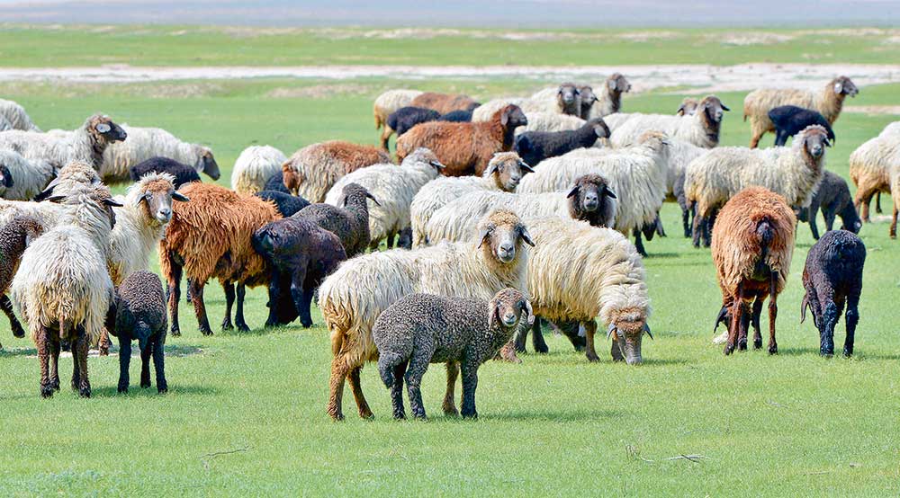 Lambing campaign successfully completed in Lebap velayat