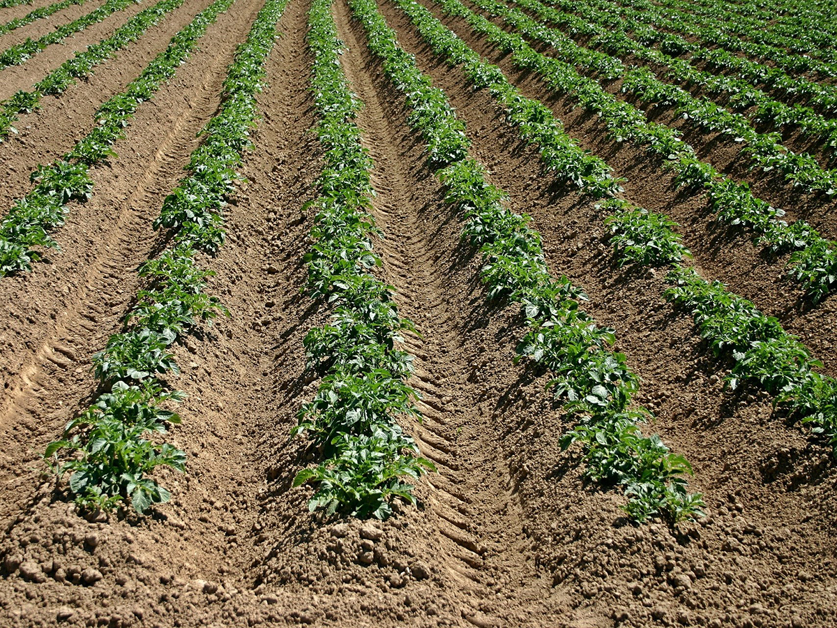 В Лебапском велаяте ведутся работы по уходу за будущим урожаем картофеля и лука