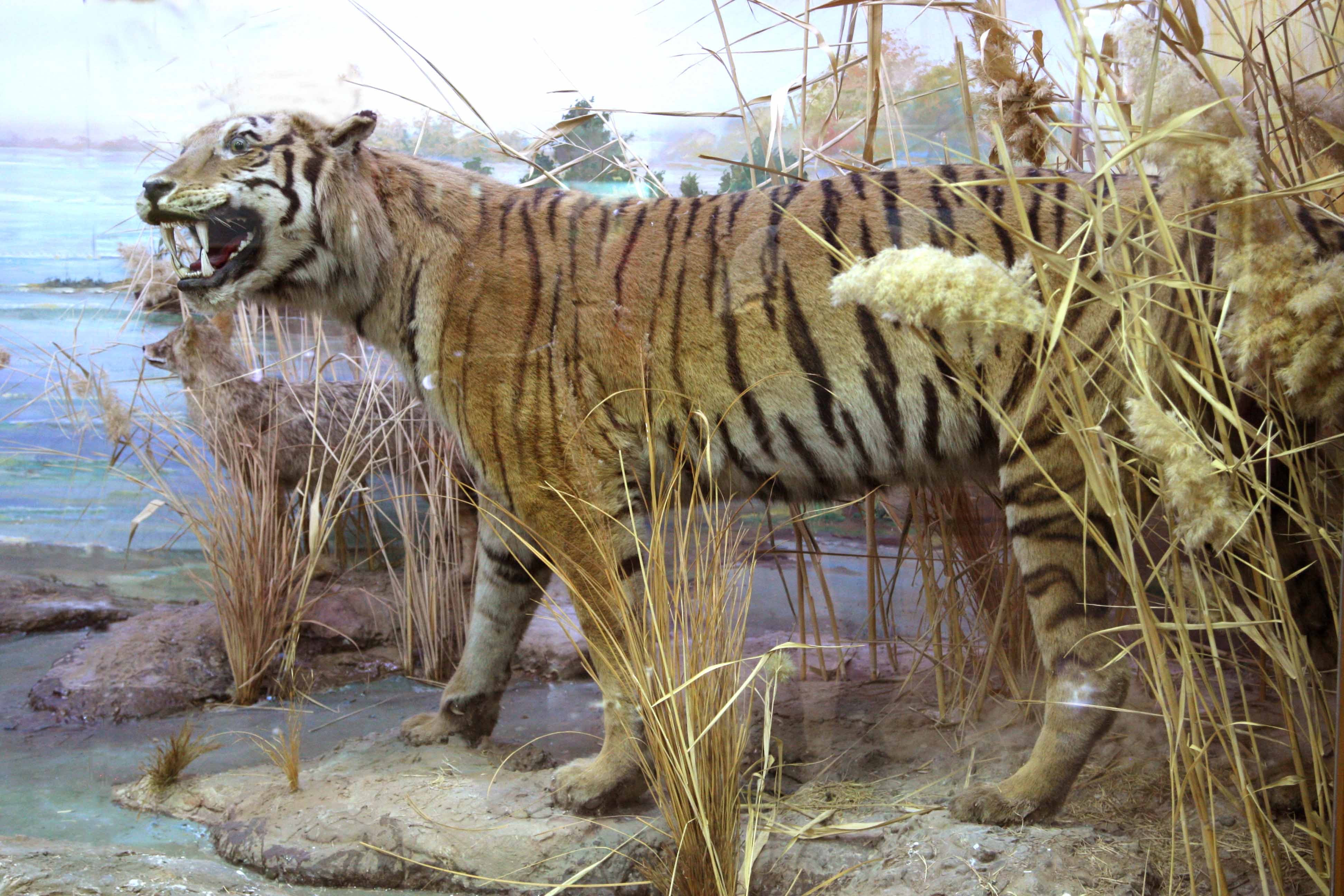 The story of one exhibit: about the Turanian tiger, which no longer exists