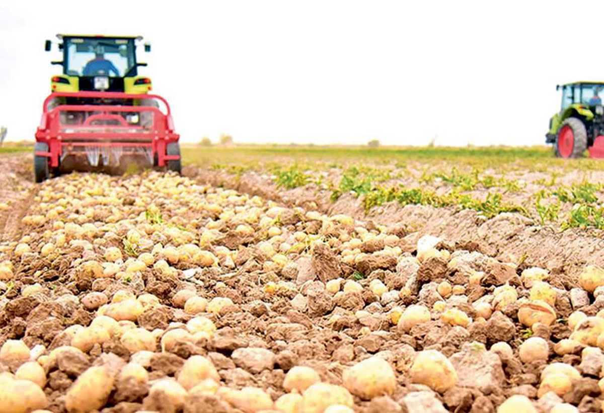 Farmers of Lebap velayat successfully completed the potato harvesting plan