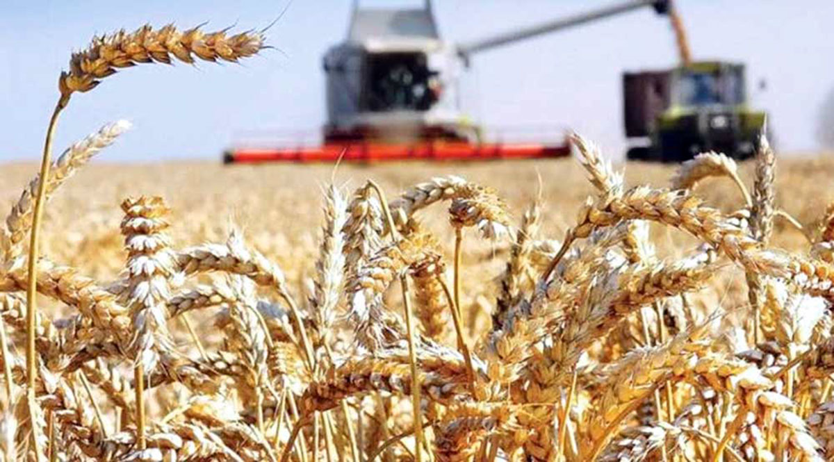 Арендаторы Дашогузского велаята на пути к выполнению планов по уборке пшеницы