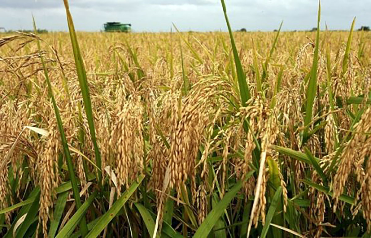 Daikhans of Lebap velayat expect to receive a rich harvest of rice