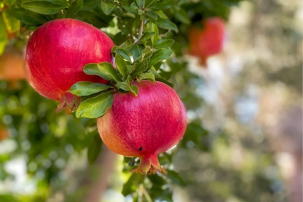 In the Magtymguly etrap pomegranate harvest underway