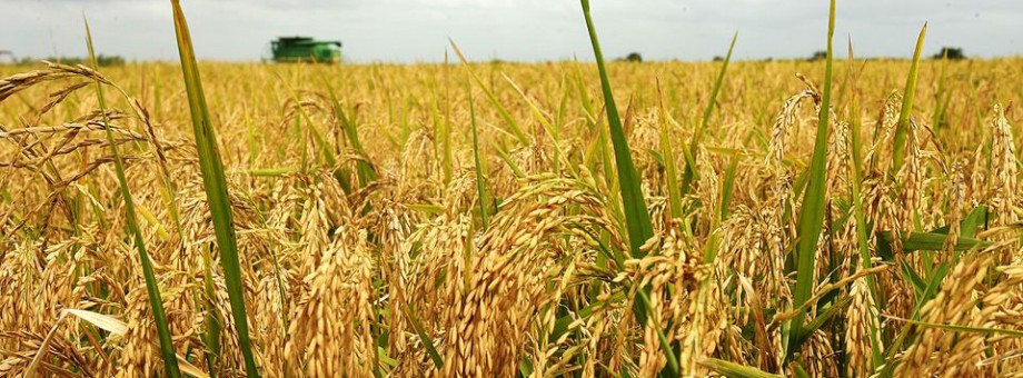 In the Lebap velayat rice harvesting has begun