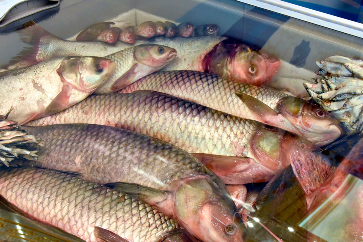 Specialists of the «Ak Durna» enterprise grow young carp, silver carp and grass carp