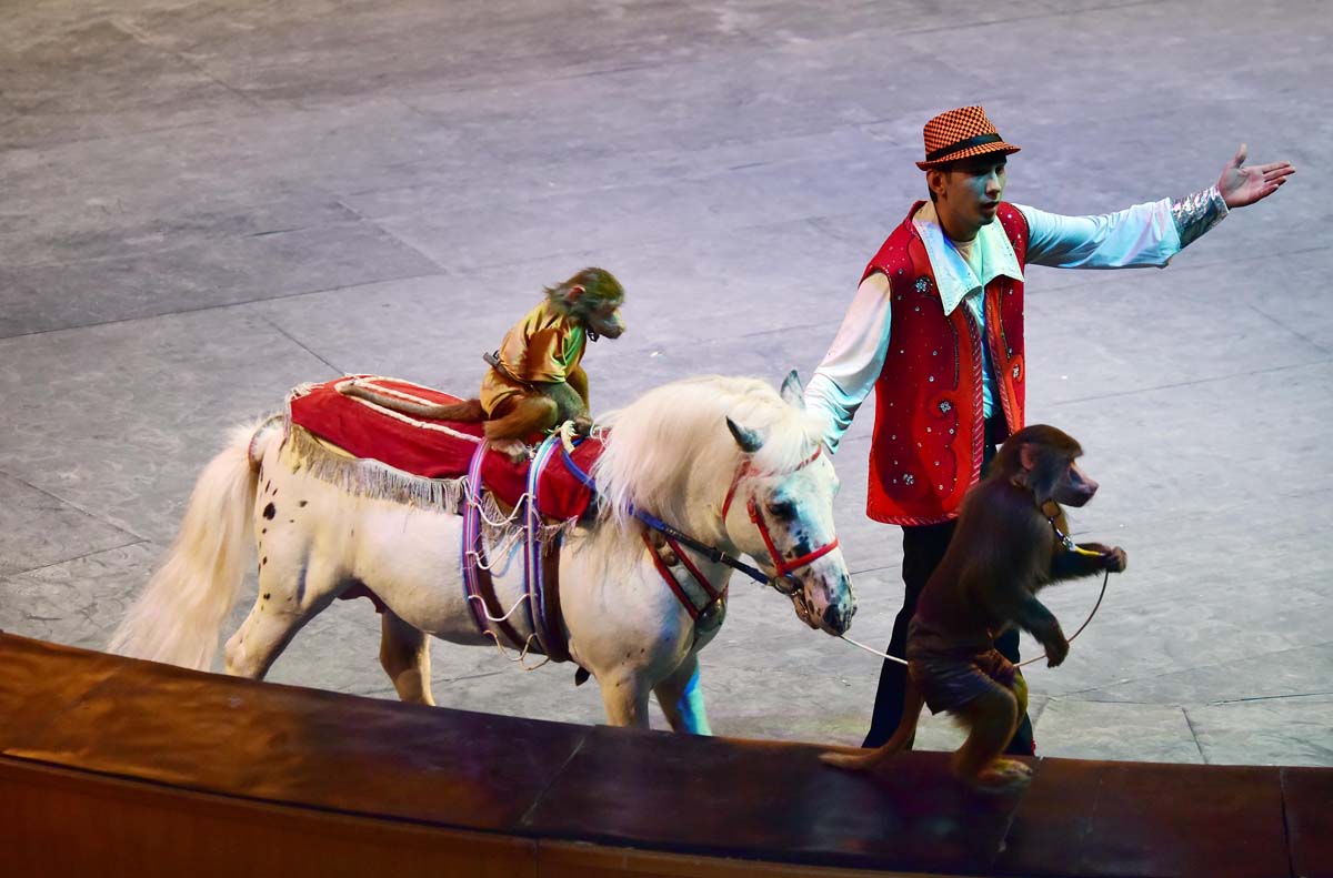 «Galkynyşyň» ganatly bedewleri we döwlet sirki Lebap topragynda