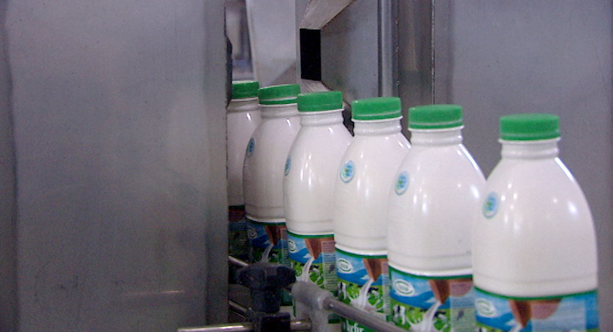 «Язлак» производит высококачественную молочную продукцию