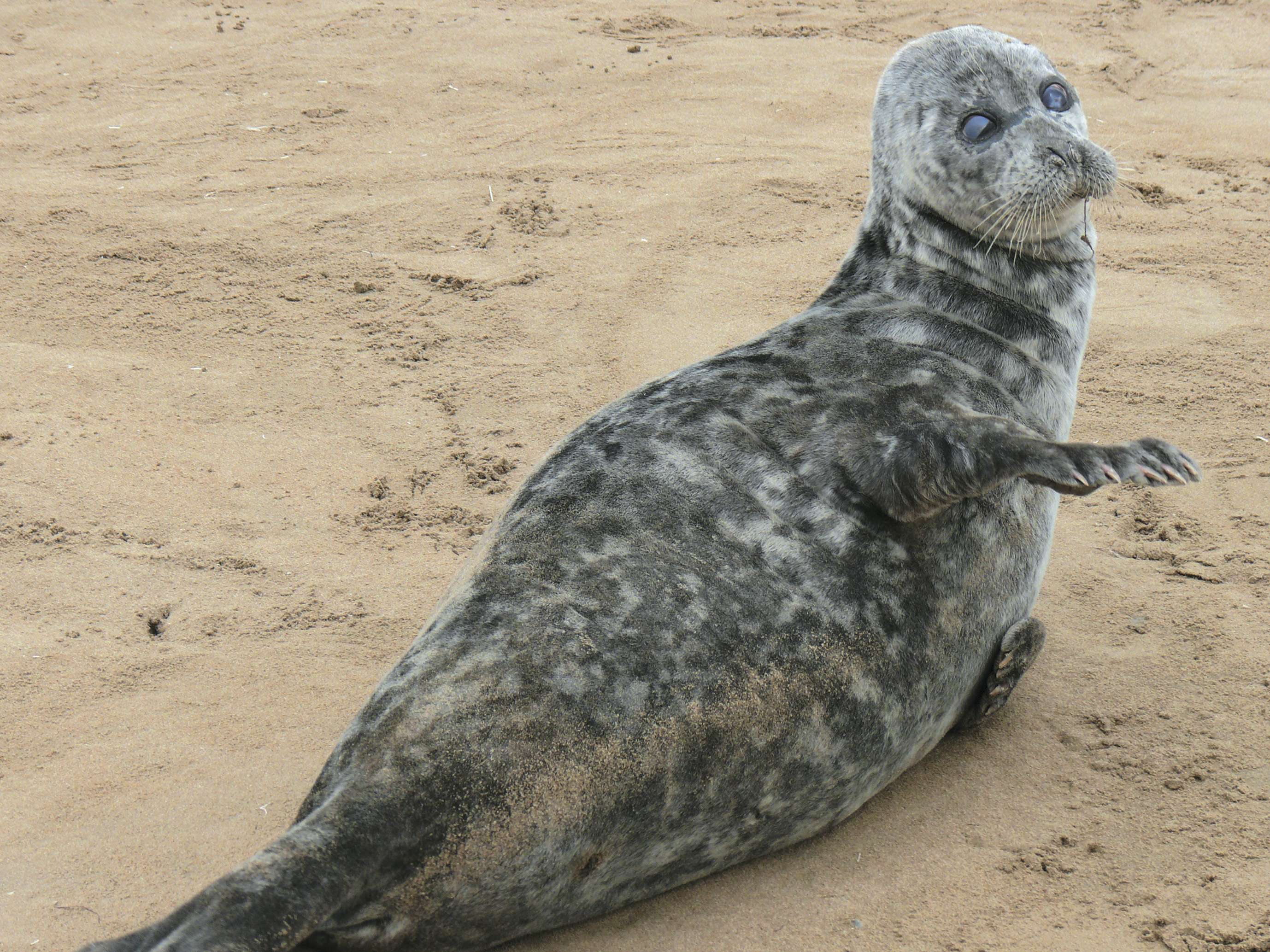 Hazar deňziniň ekologiýa medeniýeti
