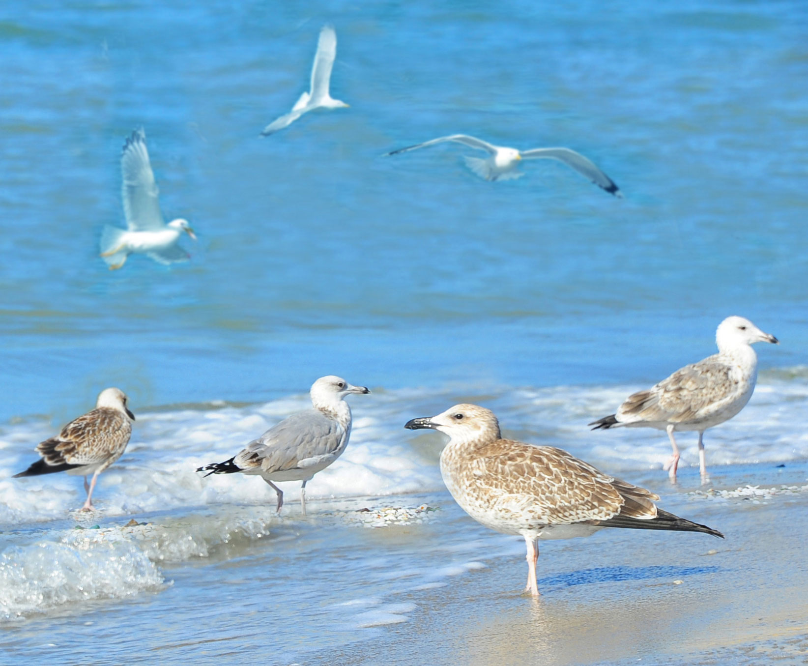 Hazar deňziniň ekologiýa medeniýeti