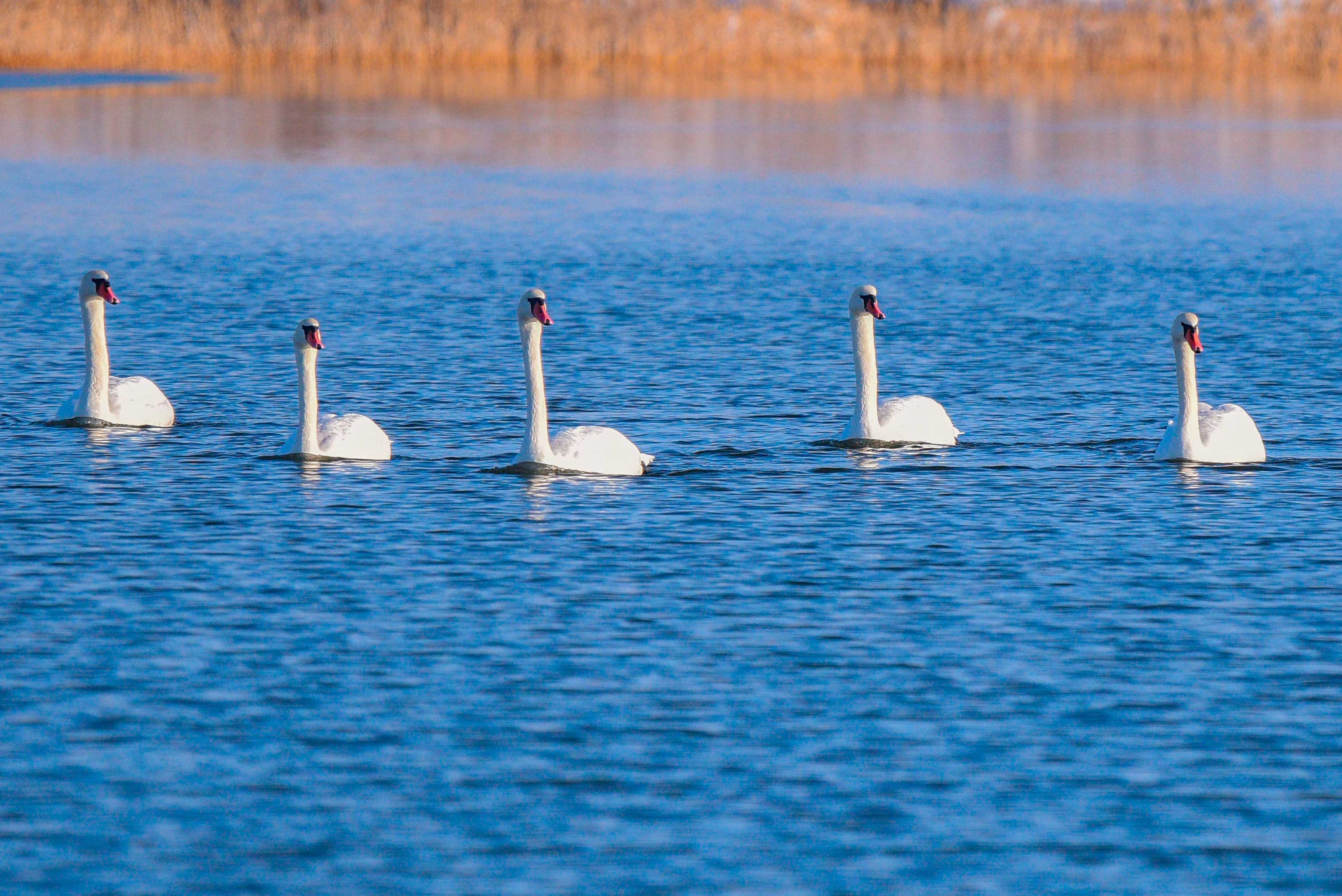 Hazar deňziniň ekologiýa medeniýeti